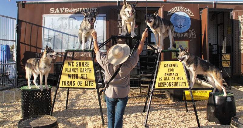 wolves of the world.jpg